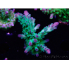 WYSIWYG RAH Acropora austera teal 5F6