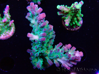 WYSIWYG RAH Acropora austera teal 5F7