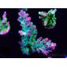 WYSIWYG RAH Acropora austera teal 5F7