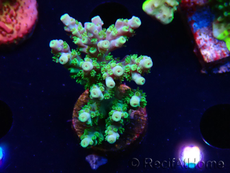 WYSIWYG RAH Acropora Hematoma 5J2
