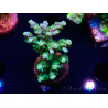 WYSIWYG RAH Acropora Hematoma 5J2