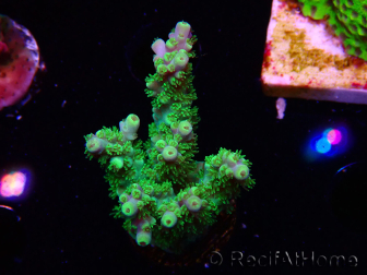 WYSIWYG RAH Acropora Hematoma 5J3