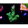 WYSIWYG RAH Acropora Hematoma 5J3