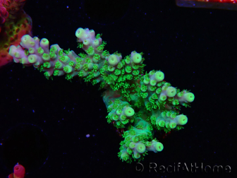 WYSIWYG RAH Acropora Hematoma 5J4