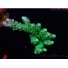 WYSIWYG RAH Acropora Hematoma 5J4