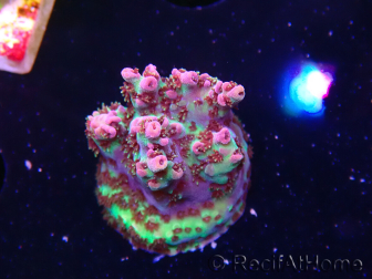 WYSIWYG RAH Acropora hyacinthus Planeta Rojo 5A2