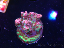 WYSIWYG RAH Acropora hyacinthus Red Planet 5A2