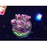 WYSIWYG RAH Acropora hyacinthus Planeta Rojo 5A2