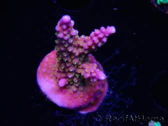 WYSIWYG RAH Acropora donei Bastone di Merlino 5M1