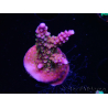 WYSIWYG WC Acropora donei Merlin's Staff 5S4