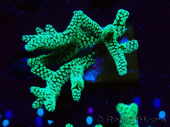 WYSIWYG Seriatopora caliendrum Electric Green 1L2