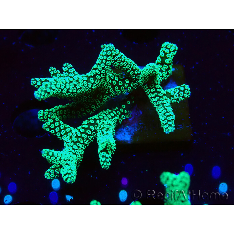 WYSIWYG Seriatopora caliendrum Electric Green 1L2