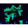 WYSIWYG Seriatopora caliendrum Electric Green 1L2