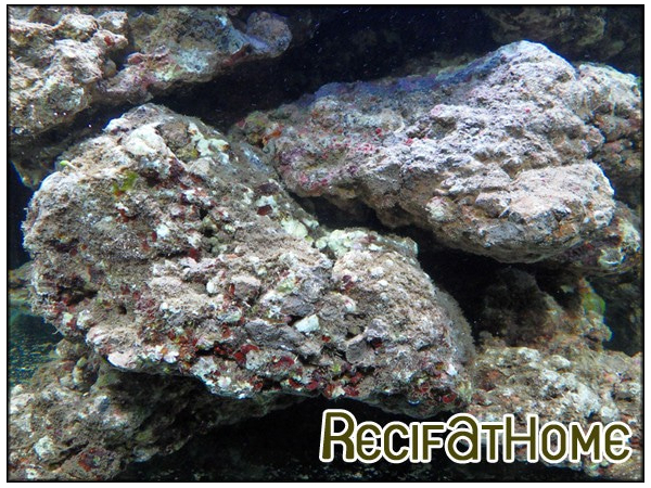 Pierres vivantes origine Indonésie 15kg roche vivante