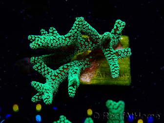 WYSIWYG Seriatopora caliendrum Verde Eléctrico 1L2