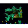 WYSIWYG Seriatopora caliendrum Electric Green 1L2