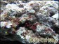 Pierres vivantes origine Indonésie 15kg roche vivante