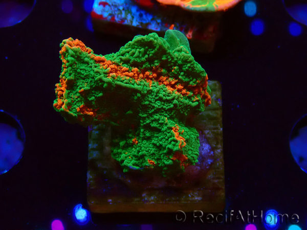 WYSIWYG Montipora-Platte GRAFTED ULTRA B6