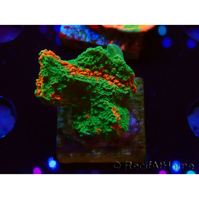 WYSIWYG Montipora plateau INNESTATO ULTRA B6