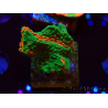 WYSIWYG Montipora plato INJERTADO ULTRA B6