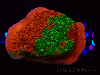 WYSIWYG WWC Sunfire GRAFTED Montipora plateau D5