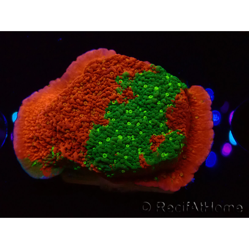 WYSIWYG WWC Sunfire GRAFTED Montipora plateau D5