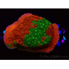 WYSIWYG WWC Sunfire GRAFTED Montipora plateau D5