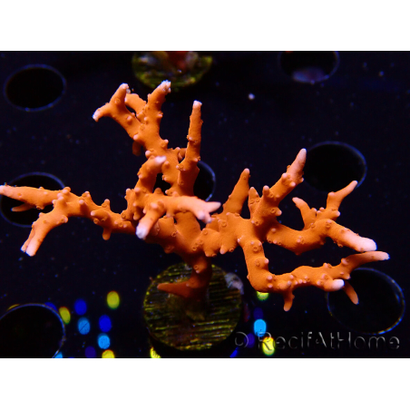 WYSIWYG - JF TNT Anacropora 18D3