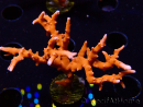 WYSIWYG - JF TNT Anacropora 18D3