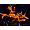 WYSIWYG - JF TNT Anacropora 18D3