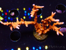 WYSIWYG - JF TNT Anacropora 18D4
