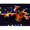 WYSIWYG - JF TNT Anacropora 18D2