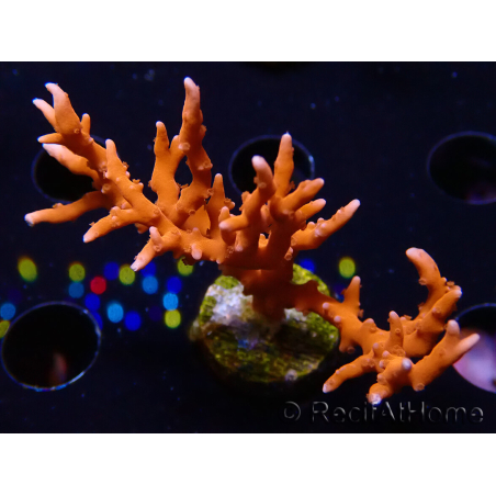 WYSIWYG - JF TNT Anacropora 18D3