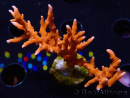 WYSIWYG - JF TNT Anacropora 18D3