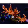 WYSIWYG - JF TNT Anacropora 18D3