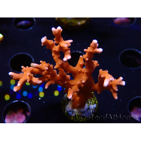 WYSIWYG - JF TNT Anacropora 18D4