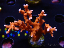 WYSIWYG - JF TNT Anacropora 18D4