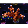 WYSIWYG - JF TNT Anacropora 18D4