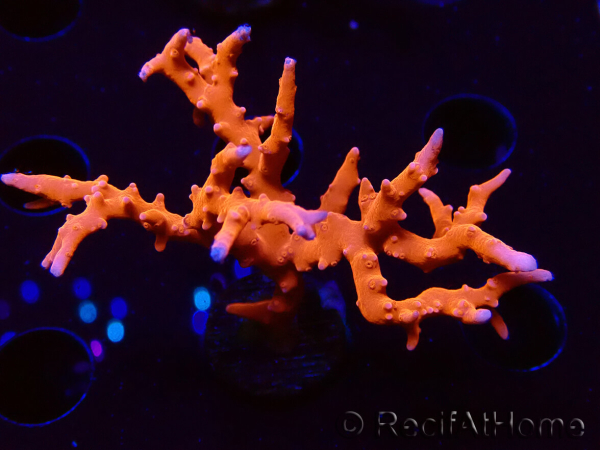 WYSIWYG - JF TNT Anacropora 18D3
