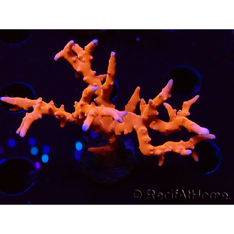 WYSIWYG - JF TNT Anacropora 18D3