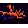 WYSIWYG - JF TNT Anacropora 18D3
