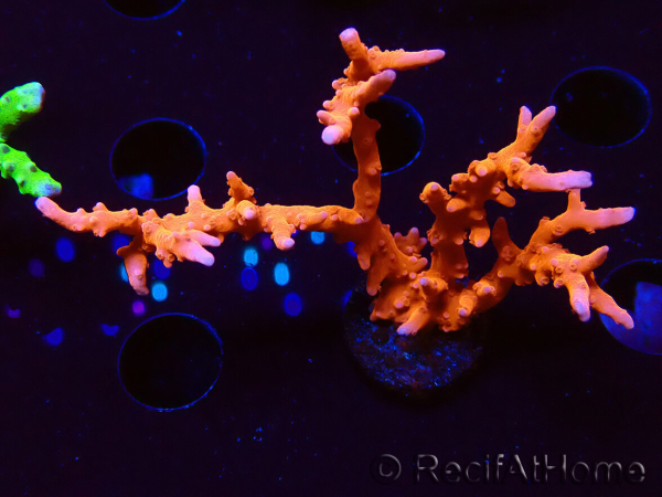 WYSIWYG - JF TNT Anacropora 18D4