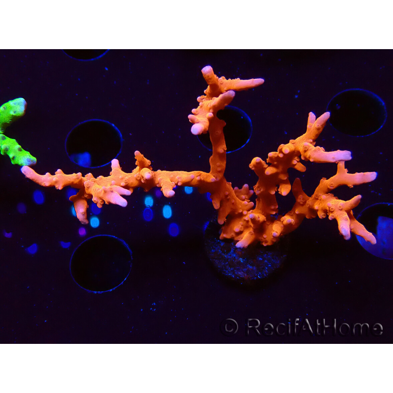 WYSIWYG - JF TNT Anacropora 18D2