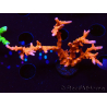 WYSIWYG - JF TNT Anacropora 18D2