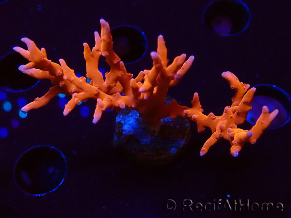 WYSIWYG - JF TNT Anacropora 18D3