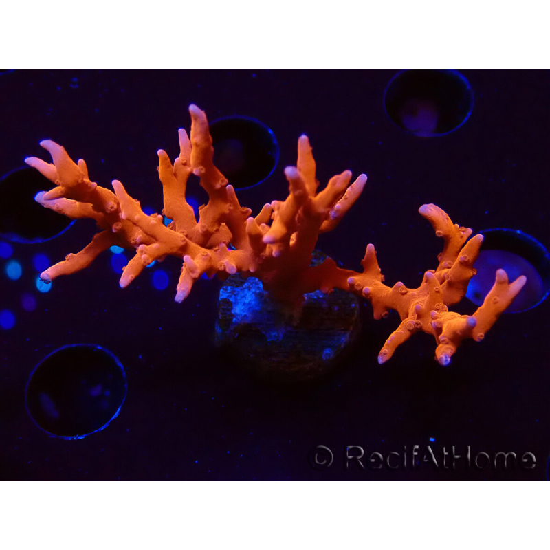 WYSIWYG - JF TNT Anacropora 18D3