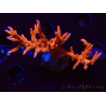 WYSIWYG - JF TNT Anacropora 18D3