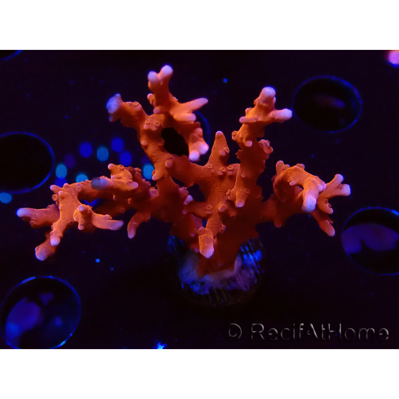 WYSIWYG - JF TNT Anacropora 18D4