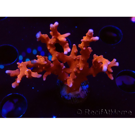 WYSIWYG - JF TNT Anacropora 18D4