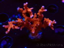 WYSIWYG - JF TNT Anacropora 18D4